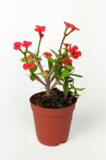 Dikenler tacı Euphorbia Milii küçük kırmızı çiçek açan bitki