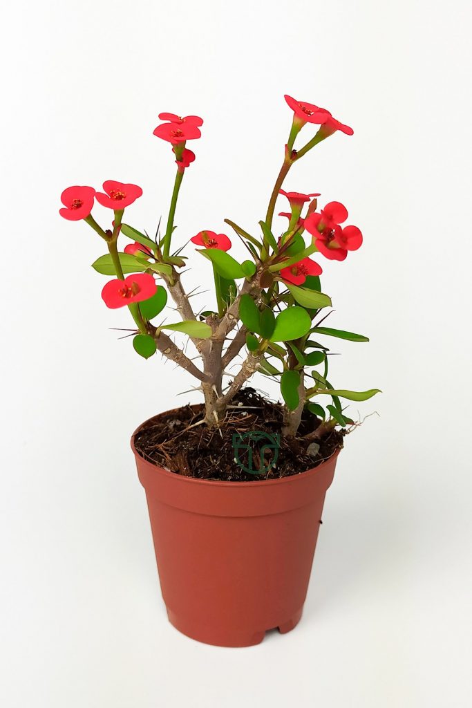 Dikenler tacı Euphorbia Milii küçük kırmızı çiçek açan bitki