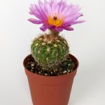 Natocactus Ubelmanianus Pink Blooming Cactus Special Species 5.5 cm Pot