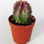 Echinocereus Subunermis Special Species Cactus 5.5 cm Pot