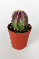 5.5 cm saksıda kaktüs