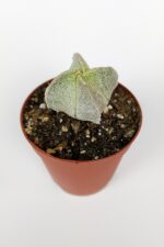 4 lü Astrophytum Özel Tür Kaktüs Seti 5.5 cm Saksıda - Görsel 3