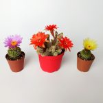 Set of 3 Flowering Cactus Natocactus Ubelmanianus, Echinopsis Chamaecereus, Parodia Buiningii