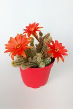 Echinopsis Chamaecereus Yılan Kaktüs Parmak Kaktüs Kırmızı Çiçek Açan Kaktüs Özel Tür 8.5 cm Saksıda - Görsel 2