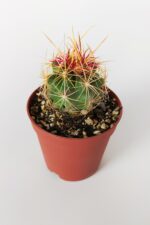 3 lü Mor Kaktüs Set Özel Tür Kaktüs Seti 5.5 cm Saksıda - Görsel 4