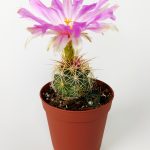Thelocactus Bicolor Special Species Cactus 5.5 cm Pot
