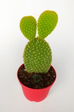 Tavsan Kulağı Yesil Opuntia 8.5 cm Kırmızı Saksıda - Görsel 2