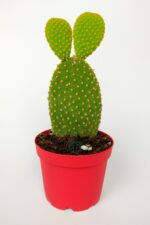Tavsan Kulağı Yesil Opuntia 8.5 cm Kırmızı Saksıda