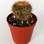 Parodia Erubescens Special Species Cactus 5.5 cm Pot