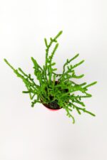 Prenses Çamı Crassula Muscosa Sukulent 8.5 cm Kırmızı Saksıda - Görsel 3