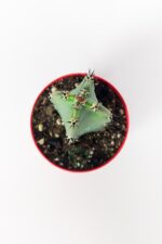 Jusperti Aşı Altı Kaktüs 8.5 cm Kırmızı Saksıda - Görsel 3
