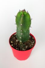 Jusperti Aşı Altı Kaktüs 8.5 cm Kırmızı Saksıda - Görsel 2