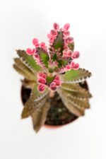 Aşkın Gözyaşları Çiçeği Kalanchoe Daigremontiana Pembe 5.5 cm Saksıda - Görsel 3
