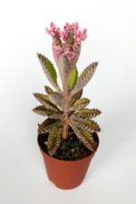 Aşkın Gözyaşları Çiçeği Kalanchoe Daigremontiana Pembe 5.5 cm Saksıda - Görsel 2