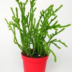 Princess Pine Crassula Muscosa Succulent 8.5 cm in Red Pot