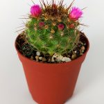 Mammillaria Glochidiata Pink Flowering Cactus Special Species 5.5 Potted