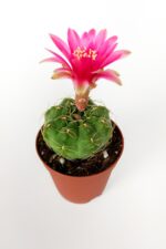 Gymnocalycium Baldianum Göz Alıcı Pembe Çiçekli  Özel Tür Kaktüs - Görsel 3