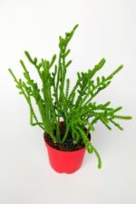 Prenses Çamı Crassula Muscosa Sukulent 8.5 cm Kırmızı Saksıda - Görsel 2