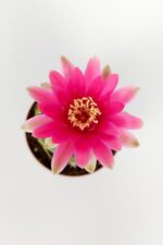 Gymnocalycium Baldianum pembe çiçekli kaktüs