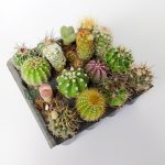 Super Set of 16 - 16 Special Type Cactus Seedlings