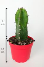 Jusperti Aşı Altı Kaktüs 8.5 cm Kırmızı Saksıda - Görsel 4