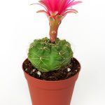 Gymnocalycium Baldianum Special Species Cactus With Striking Pink Flowers
