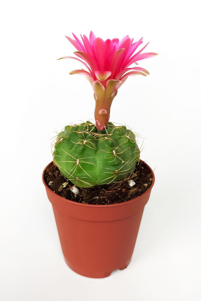 Gymnocalycium Baldianum cactus with pink flowers