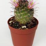 Mammillaria Bombycina Hooked Thorn Pink Flowering Cactus 5.5 cm Pot