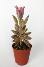 Aşkın Gözyaşları Çiçeği Kalanchoe Daigremontiana Pembe 5.5 cm Saksıda