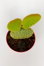 Tavsan Kulağı Yesil Opuntia 8.5 cm Kırmızı Saksıda - Görsel 3