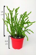 Prenses Çamı Crassula Muscosa Sukulent 8.5 cm Kırmızı Saksıda - Görsel 4