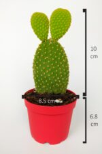 Tavsan Kulağı Yesil Opuntia 8.5 cm Kırmızı Saksıda - Görsel 4