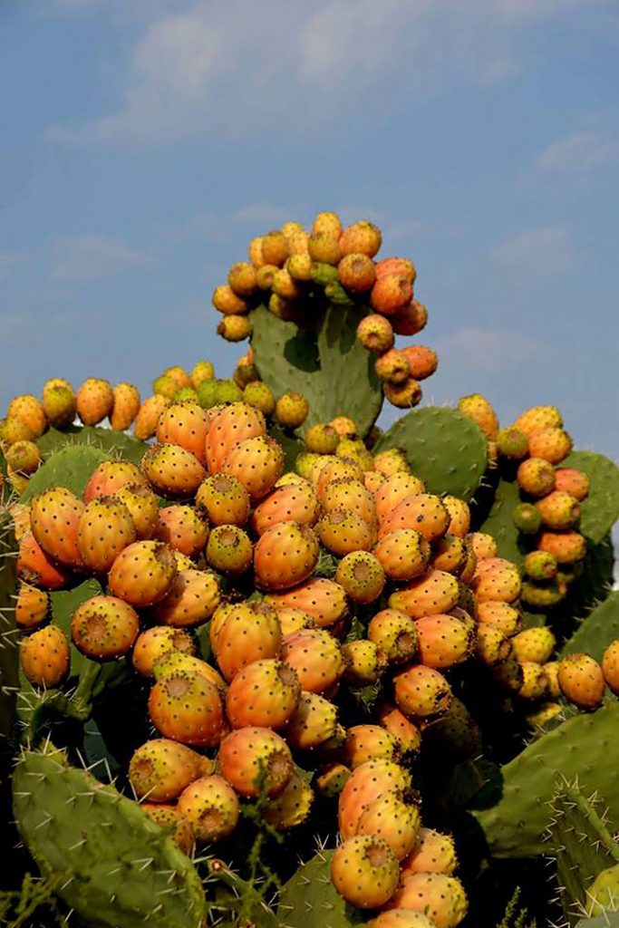 prickly fig, prickly pear, chervil, shovel nut