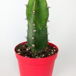 Jusperti Vaccine Cactus 8.5 cm in Red Pot