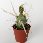 Tephrocactus Articulatus var. Papiracantus Paper Spine Cactus Special Species Rare Cactus 5.5 cm Pot