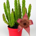 Carrion Cactus Stapelia Grandiflora Large 8.5 cm in Red Pot