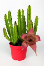 carrion cactus