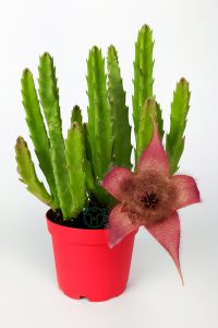 Leş Kaktüsü Stapelia Grandiflora Büyük Boy 8.5 cm Kırmızı Saksıda