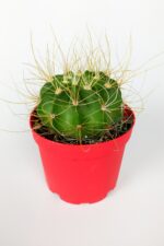 Echinopsis Aurea Özel Tür Kaktüs Büyük Boy Uzun Sarı Dikenli 8.5 cm Kırmızı Saksıda  - Görsel 2