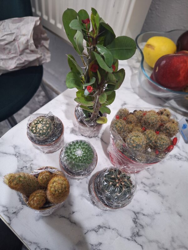 Image #1 from Ayşe Postacı