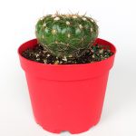 Natocactus Ubelmanianus cactus gives pink flowers large size 8.5 cm in red pot 
