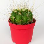 Echinopsis Aurea Special Species Cactus Large Size Tall Yellow Thorn 8.5 cm Red Potted 