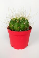 Echinopsis Aurea Özel Tür Kaktüs Büyük Boy Uzun Sarı Dikenli 8.5 cm Kırmızı Saksıda 