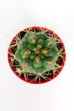 Gymnocalycium Marquezii Kaktüs Büyük Boy 8.5 cm Kırmızı Saksıda - Görsel 3