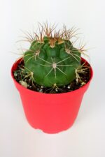 Gymnocalycium Marquezii Kaktüs Büyük Boy 8.5 cm Kırmızı Saksıda - Görsel 2