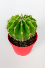 Echinopsis Anastasia kaktüs muhteşem leylak-pembe çiçekler verir büyük boy 8.5 cm kırmızı saksıda  - Görsel 2