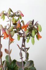 Bryophyllum Fedtschenkoi Kalanchoe Sukulent Lavanta Tarakları 8.5 cm Kırmızı Saksıda - Görsel 4