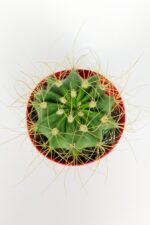 Echinopsis Aurea Özel Tür Kaktüs Büyük Boy Uzun Sarı Dikenli 8.5 cm Kırmızı Saksıda  - Görsel 3