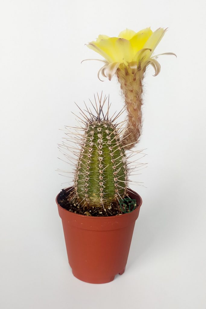 Lobivia Aurea yellow flowering cactus