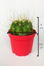 Echinopsis Aurea Özel Tür Kaktüs Büyük Boy Uzun Sarı Dikenli 8.5 cm Kırmızı Saksıda  - Görsel 4